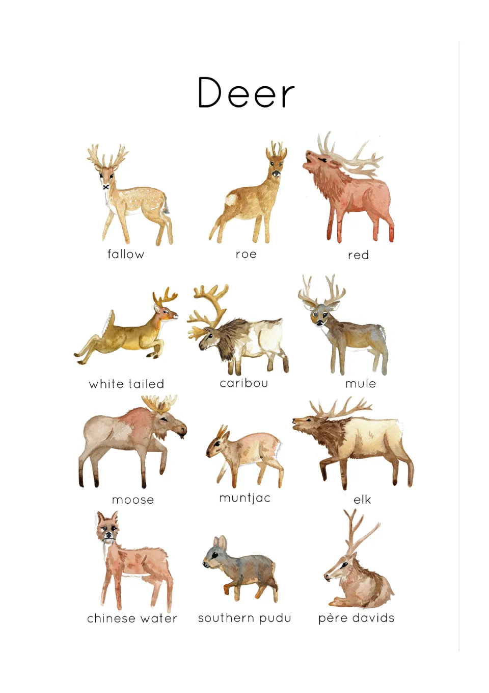 Deer poster: 12 labeled watercolor deer, from fallow, roe and red deer to moose, muntjac, southern pudu and père davids