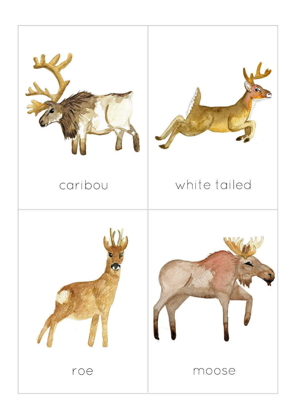 Deer flashcards to cut apart: caribou, white tailed, roe and moose, each a watercolor painting with its name below