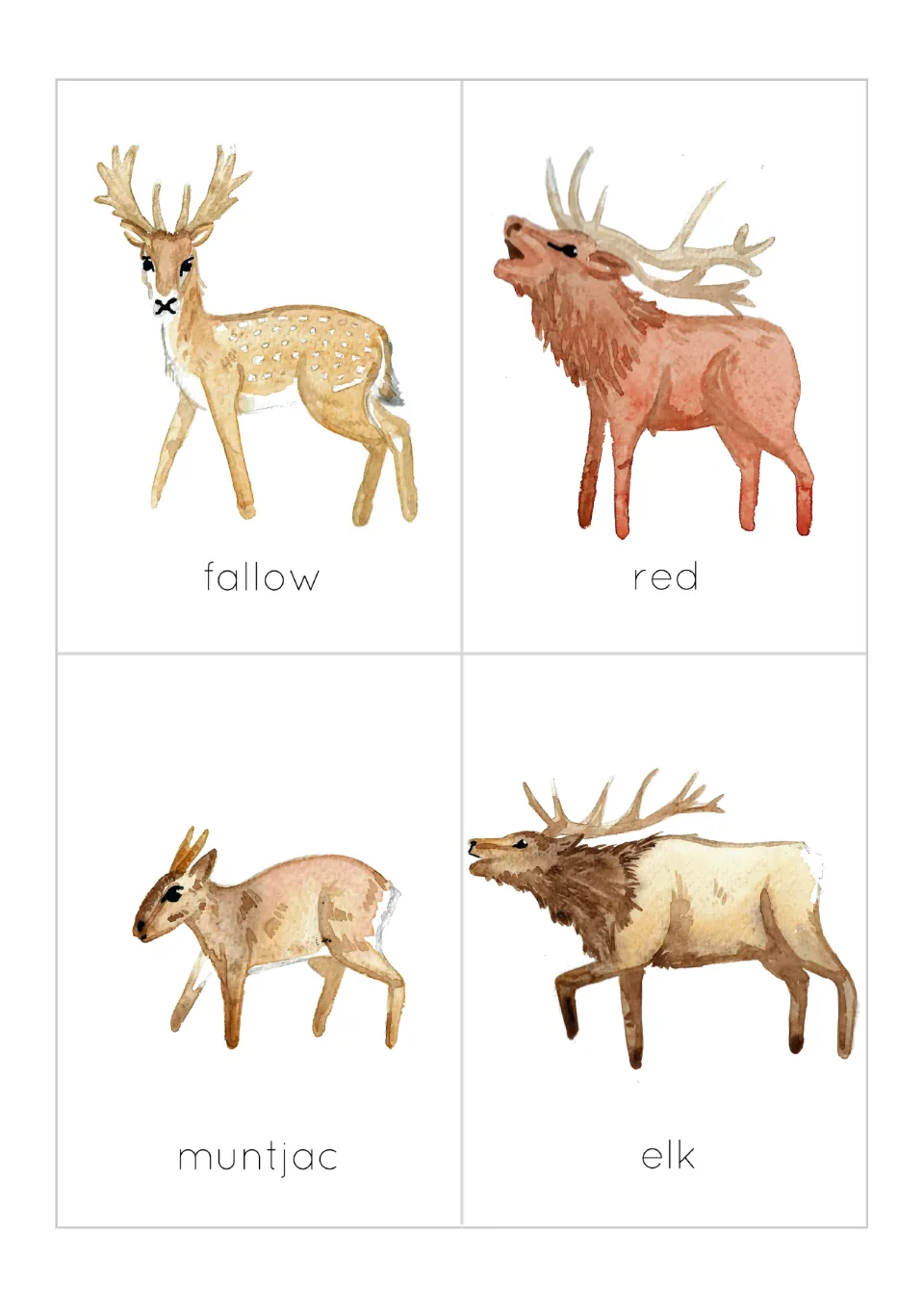 Deer flashcards for identifying species: fallow, red, muntjac and elk, each shown as a watercolor painting with its name