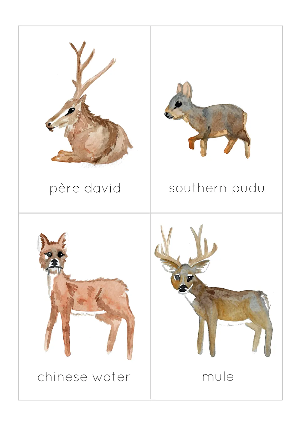 Deer name cards: père david, southern pudu, chinese water and mule deer, each watercolor animal labeled for recognition