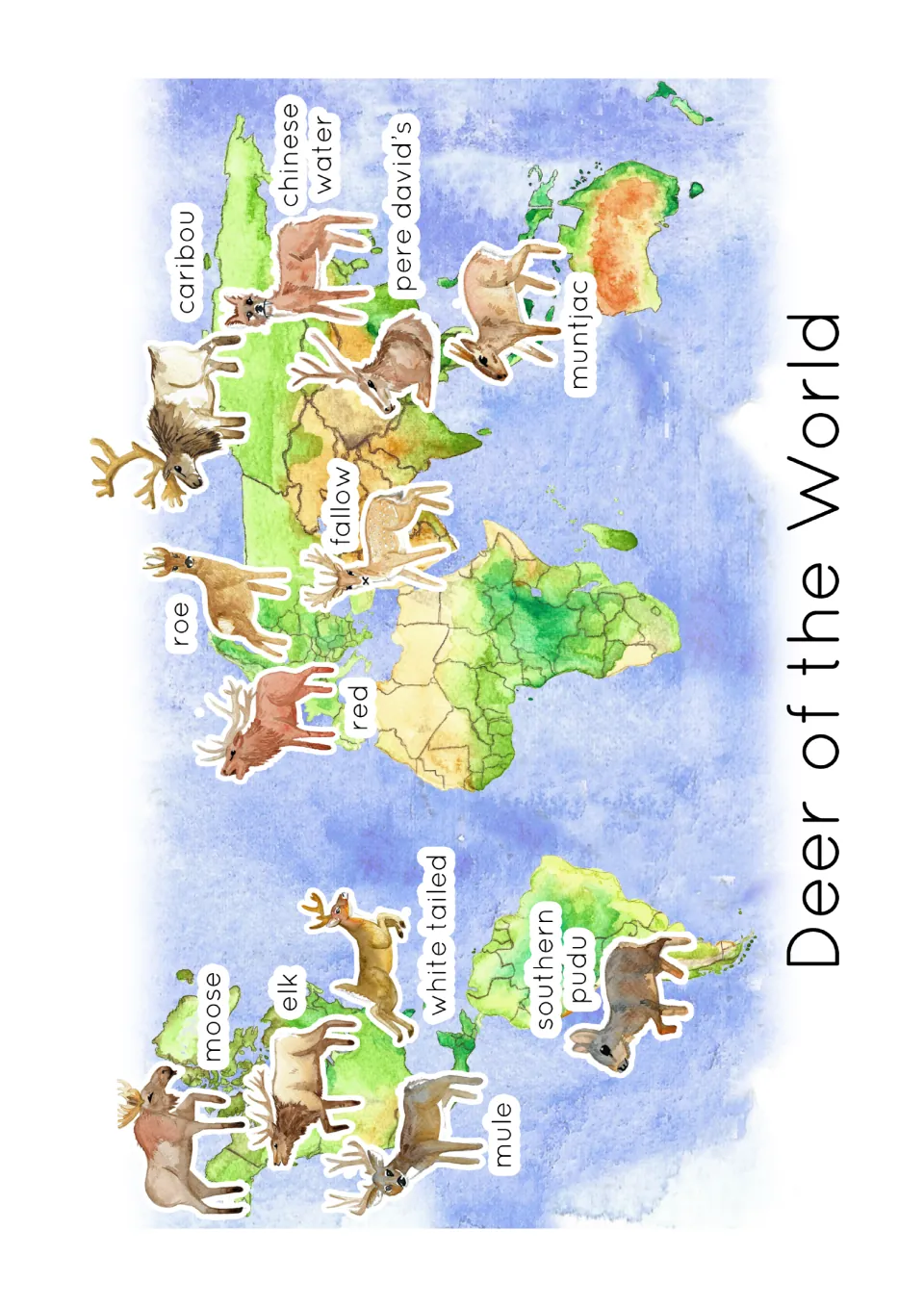 Deer of the World map: each of the 12 labeled deer placed on its home continent, from moose and elk to muntjac and pudu