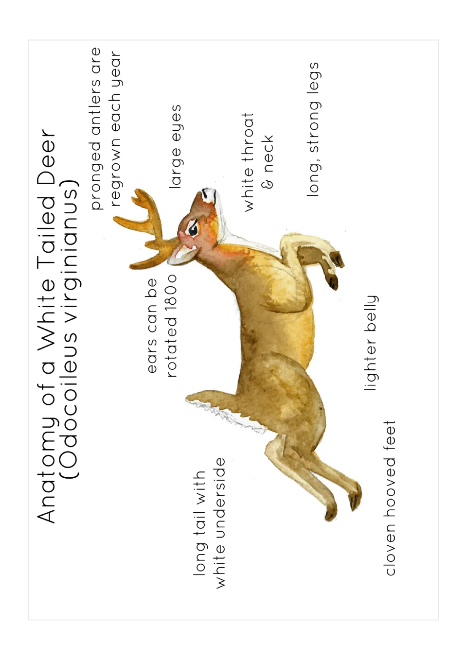 Anatomy of a White Tailed Deer (Odocoileus virginianus): labeled parts like pronged antlers, large eyes and cloven hooves