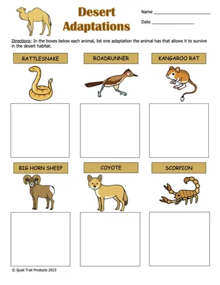 Desert Animals Adaptations – 3rd & 4th Grade Pack – preview 2