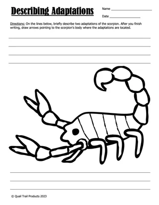 Desert Animals Adaptations – 3rd & 4th Grade Pack – preview 3