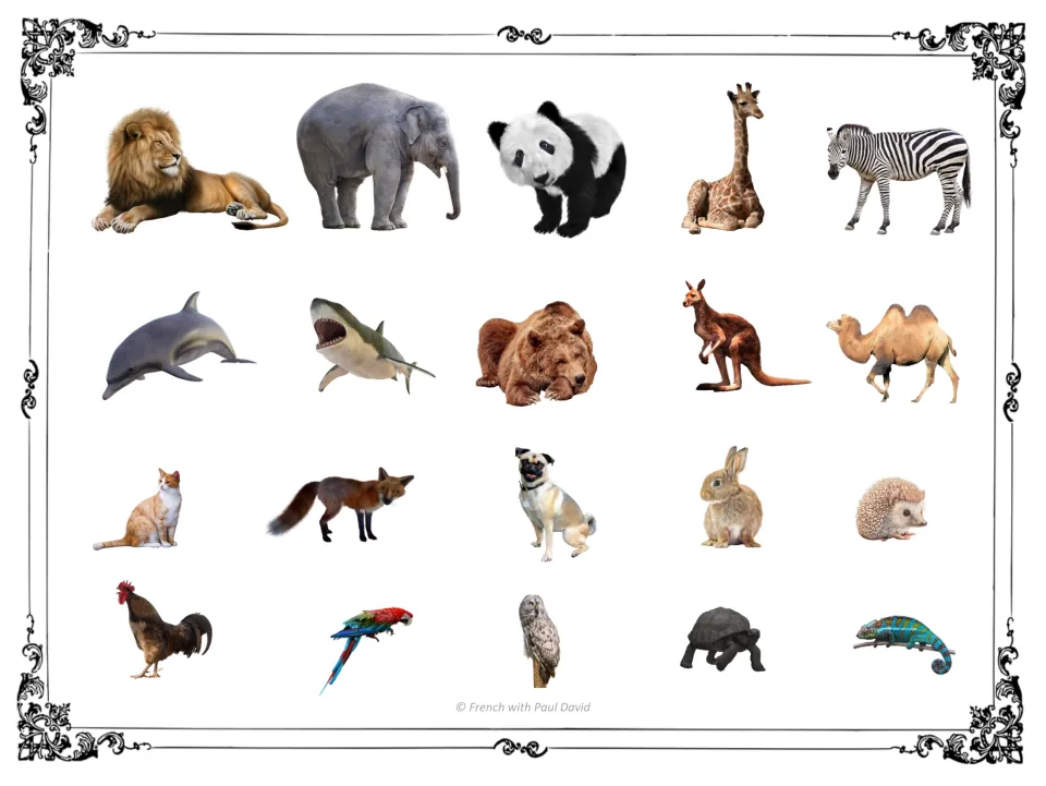 Animal picture sheet with 20 photos including lion, elephant, panda, dolphin, fox, owl and chameleon to match to riddles
