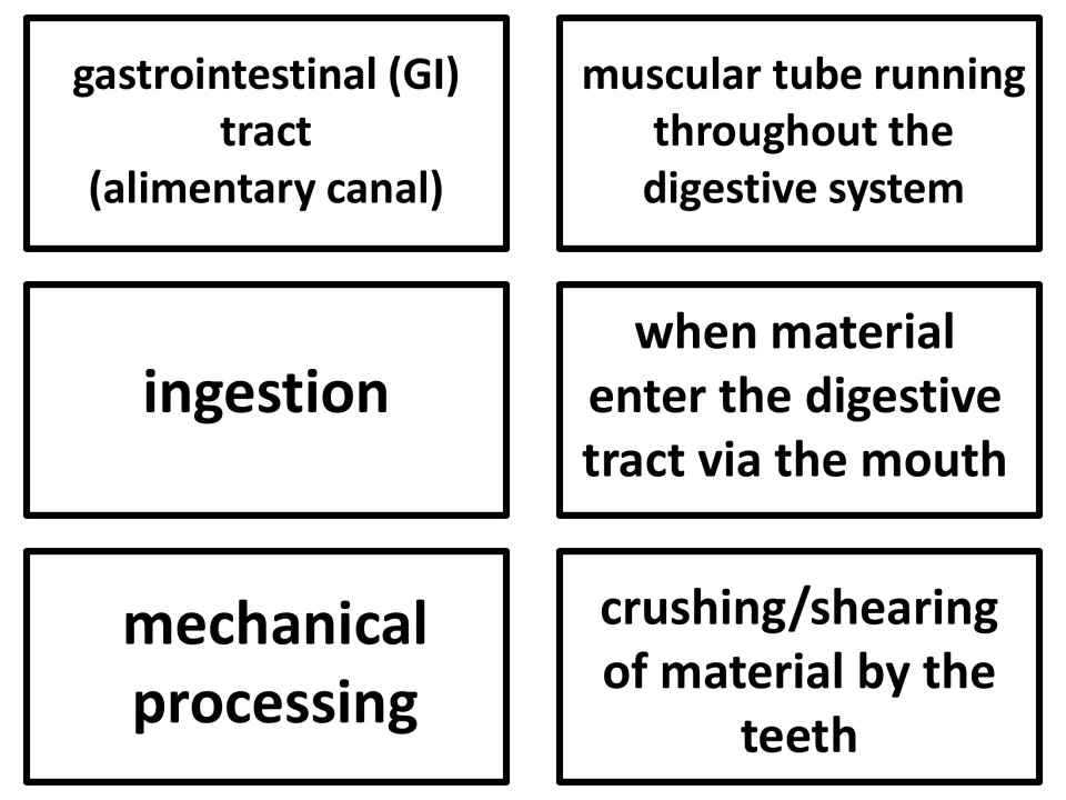 Vocabulary flashcards 1–3: gastrointestinal (GI) tract, ingestion, and mechanical processing, with definitions