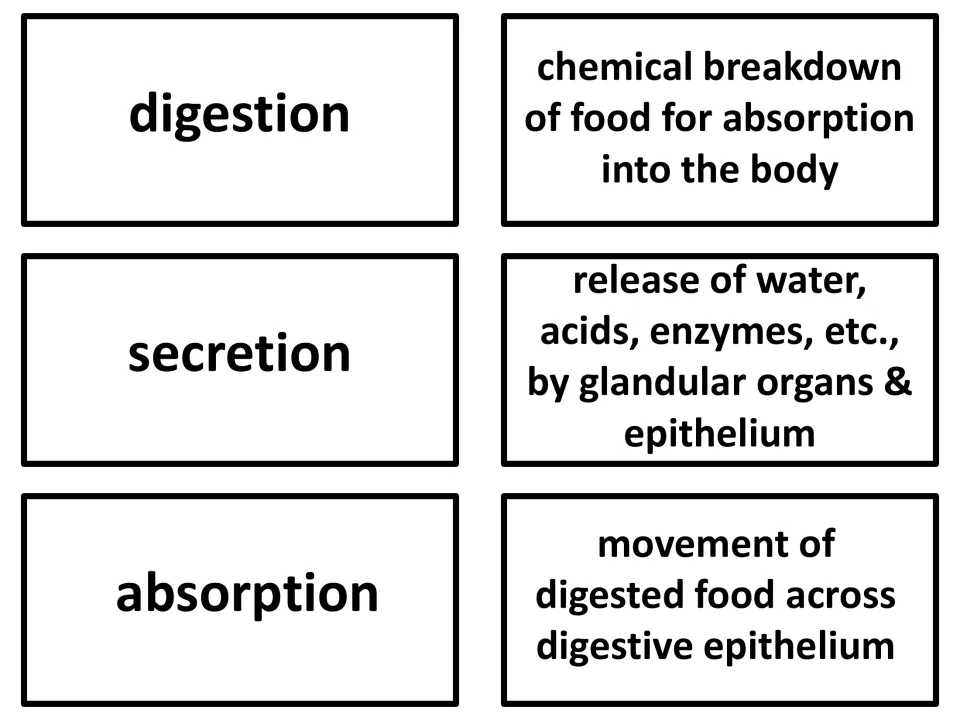 Vocabulary flashcards 4–6: digestion, secretion, and absorption, with definitions of these processes
