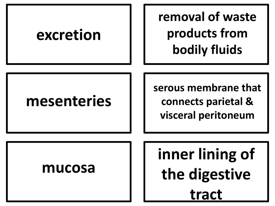 Vocabulary flashcards 7–9: excretion, mesenteries, and mucosa, with definitions of waste removal and tissues