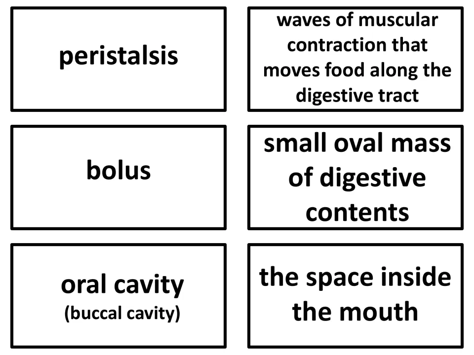 Vocabulary flashcards 10–12: peristalsis, bolus, and oral cavity (buccal cavity), each paired with a definition