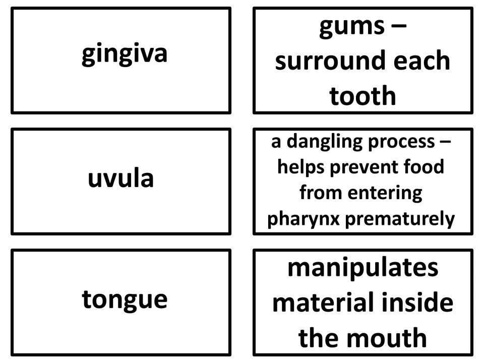Vocabulary flashcards 13–15: gingiva, uvula, and tongue, with definitions describing their roles in the mouth