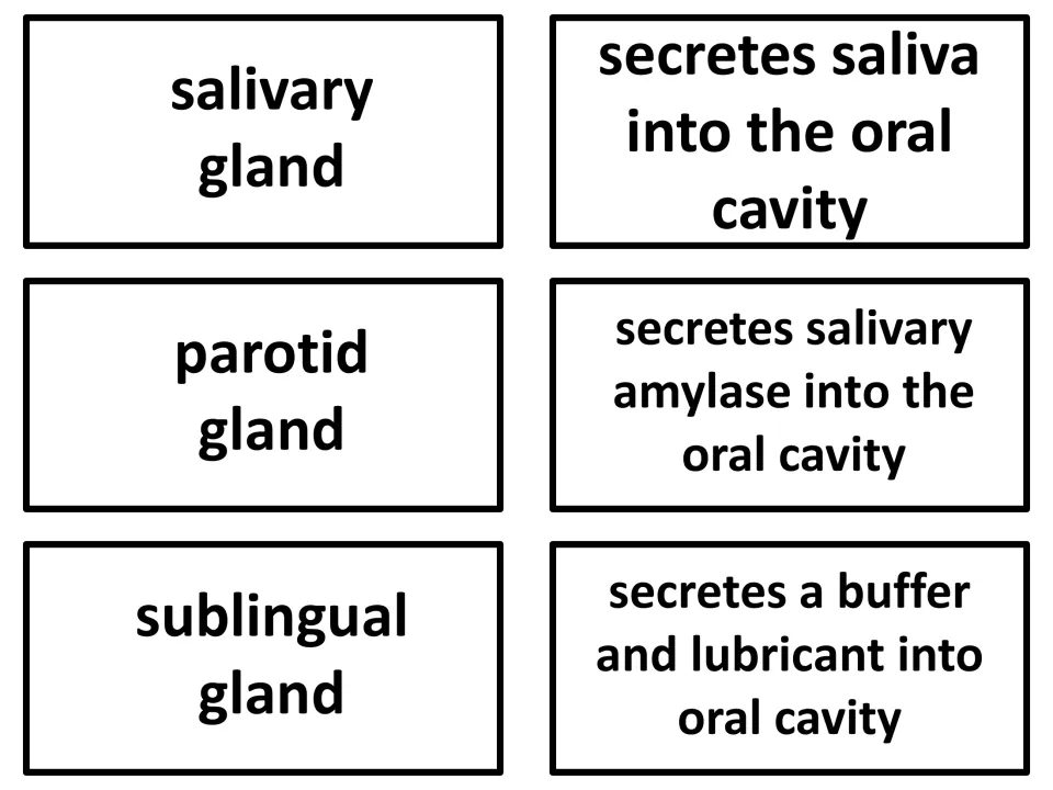 Vocabulary flashcards 16–18: salivary gland, parotid gland, and sublingual gland, with secretion descriptions