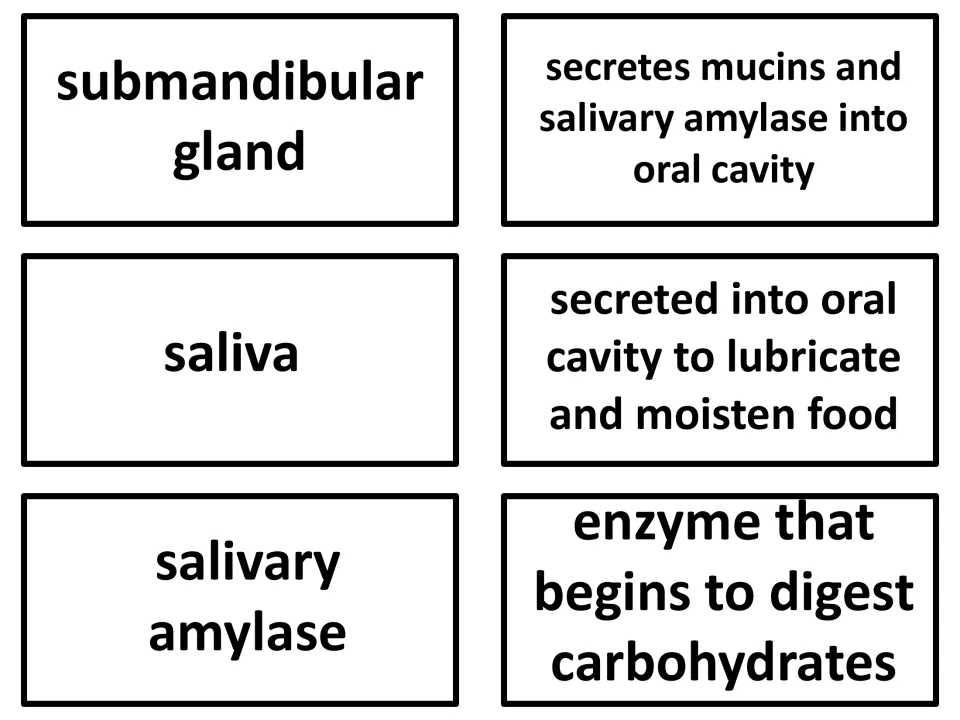 Vocabulary flashcards 19–21: submandibular gland, saliva, and salivary amylase, with their digestive functions