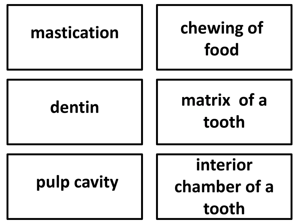 Vocabulary flashcards 22–24: mastication, dentin, and pulp cavity, defining chewing and two tooth structures