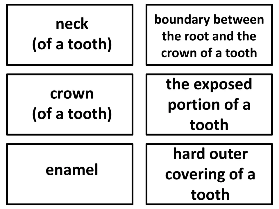Vocabulary flashcards 25–27: neck of a tooth, crown of a tooth, and enamel, each paired with a definition