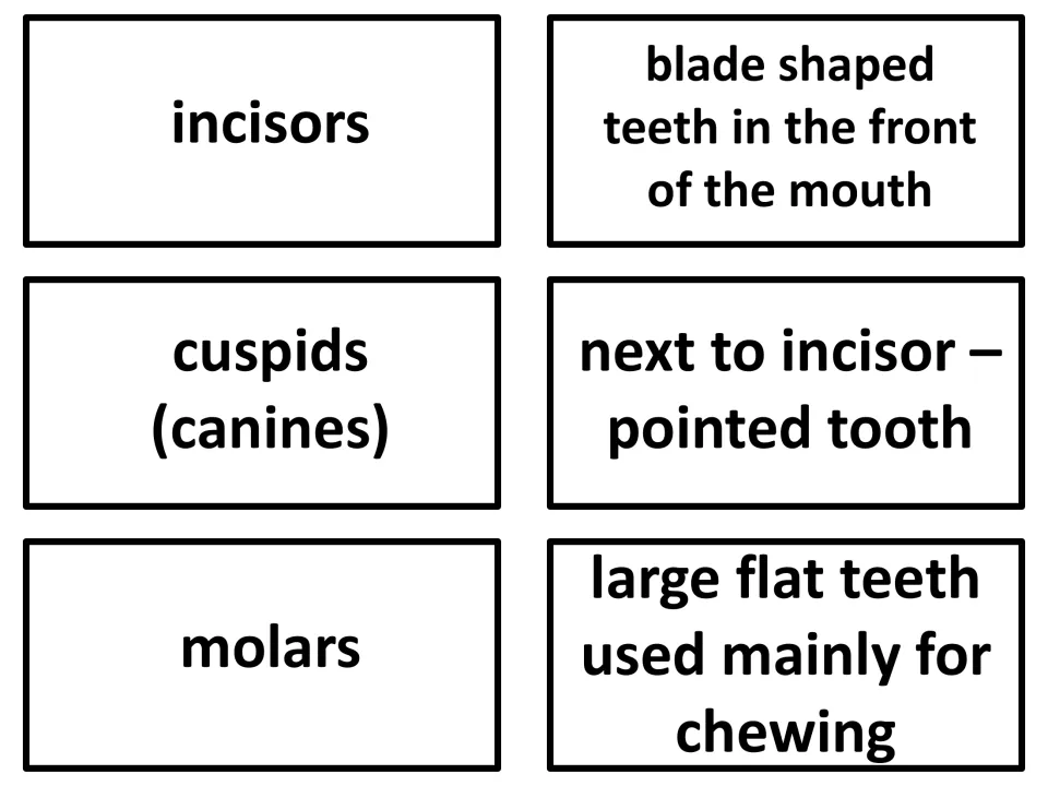 Vocabulary flashcards 28–30: incisors, cuspids (canines), and molars, with descriptions of these tooth types