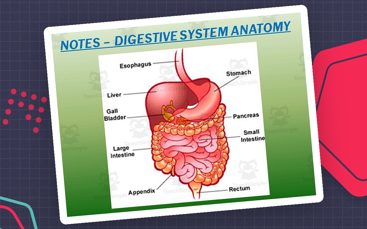 Digestive System – PowerPoint Presentation & Notes preview