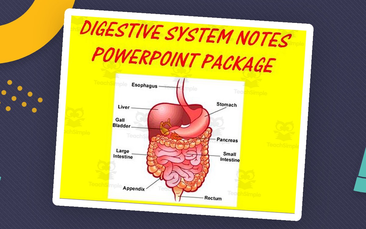 Digestive System | PowerPoint Presentations preview: 'Notes - Digestive System Anatomy' slide deck