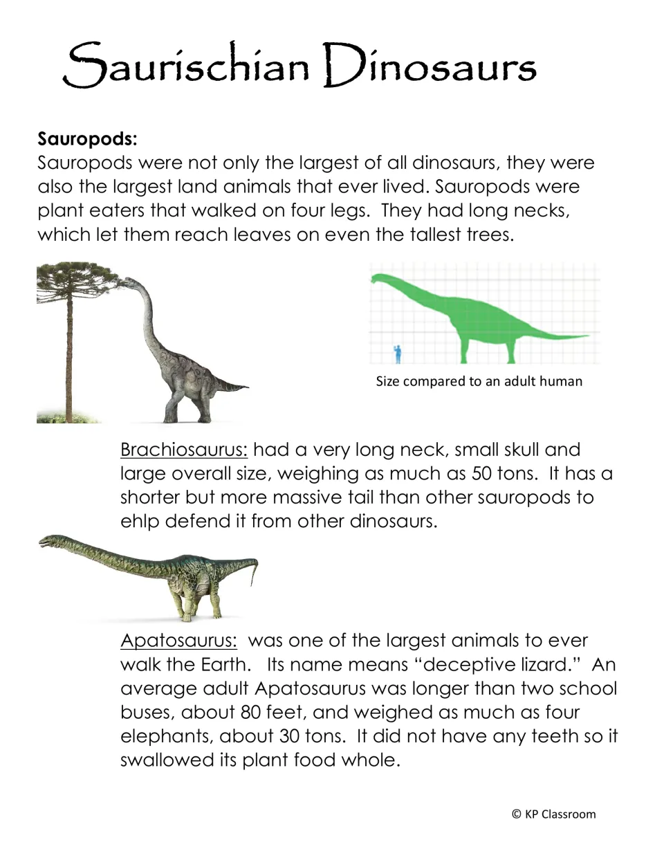 Sauropod facts: Brachiosaurus and Apatosaurus descriptions with a chart comparing Brachiosaurus size to an adult human