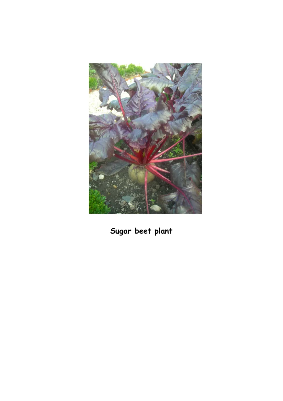 Biography picture page: a sugar beet plant illustrates the crop used in the Blackwell family’s sugar business