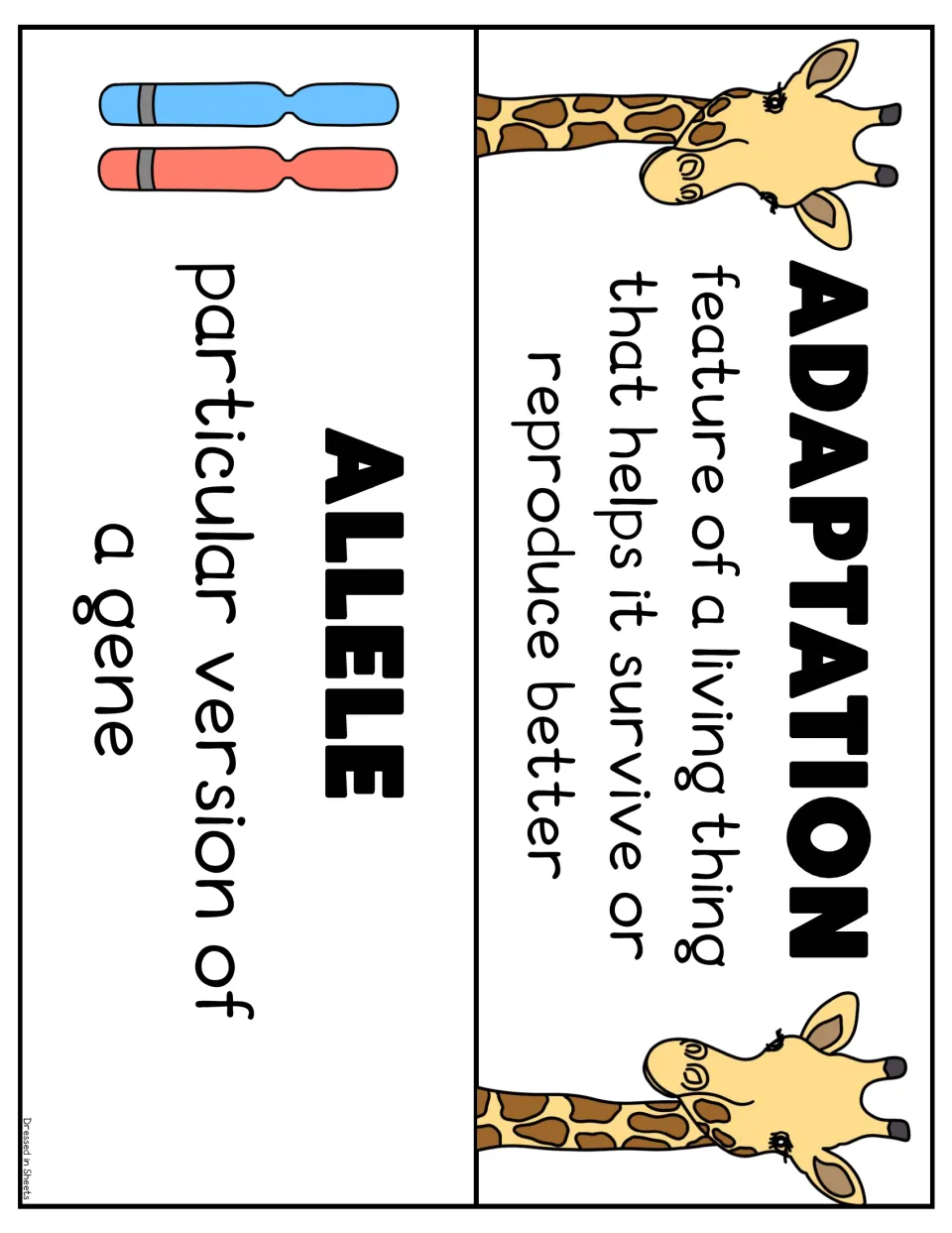 Word wall cards for adaptation, shown with giraffes, and allele, shown with two chromosomes, each with its definition