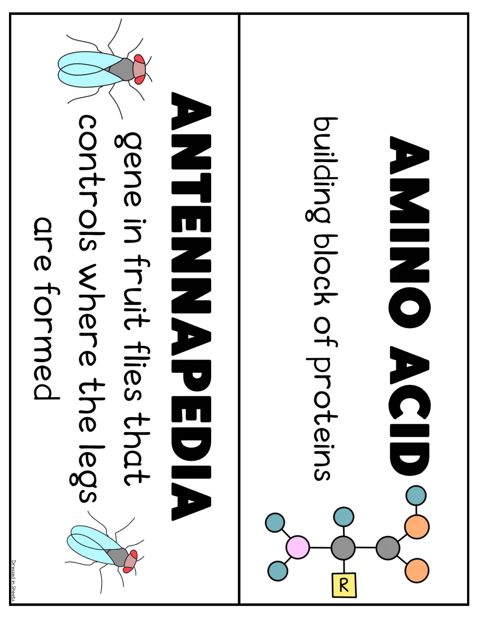 Word wall cards for amino acid with a molecule diagram and antennapedia with fruit flies, each giving a short definition