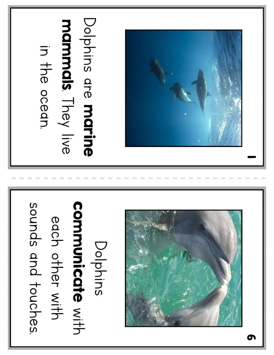 Dolphin reader pages 1 and 6 explain that dolphins are marine mammals and communicate with sounds and touches