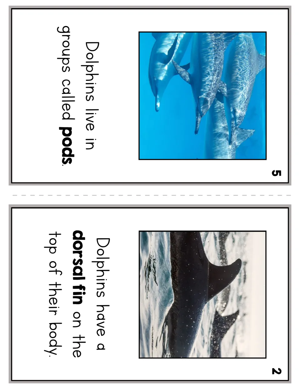 Dolphin reader pages 5 and 2 introduce groups called pods and the dorsal fin on top of a dolphin’s body