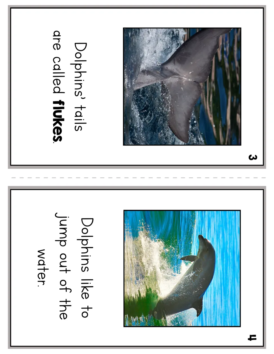 Dolphin reader pages 3 and 4 identify tails as flukes and describe dolphins jumping out of the water
