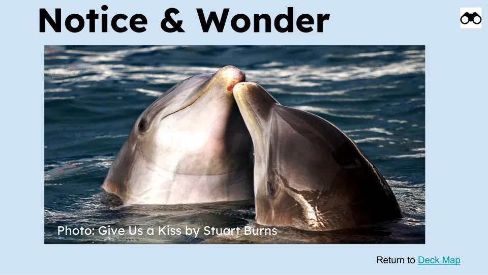 Notice & Wonder lesson slide uses a photograph of two dolphins touching snouts as its observation prompt.