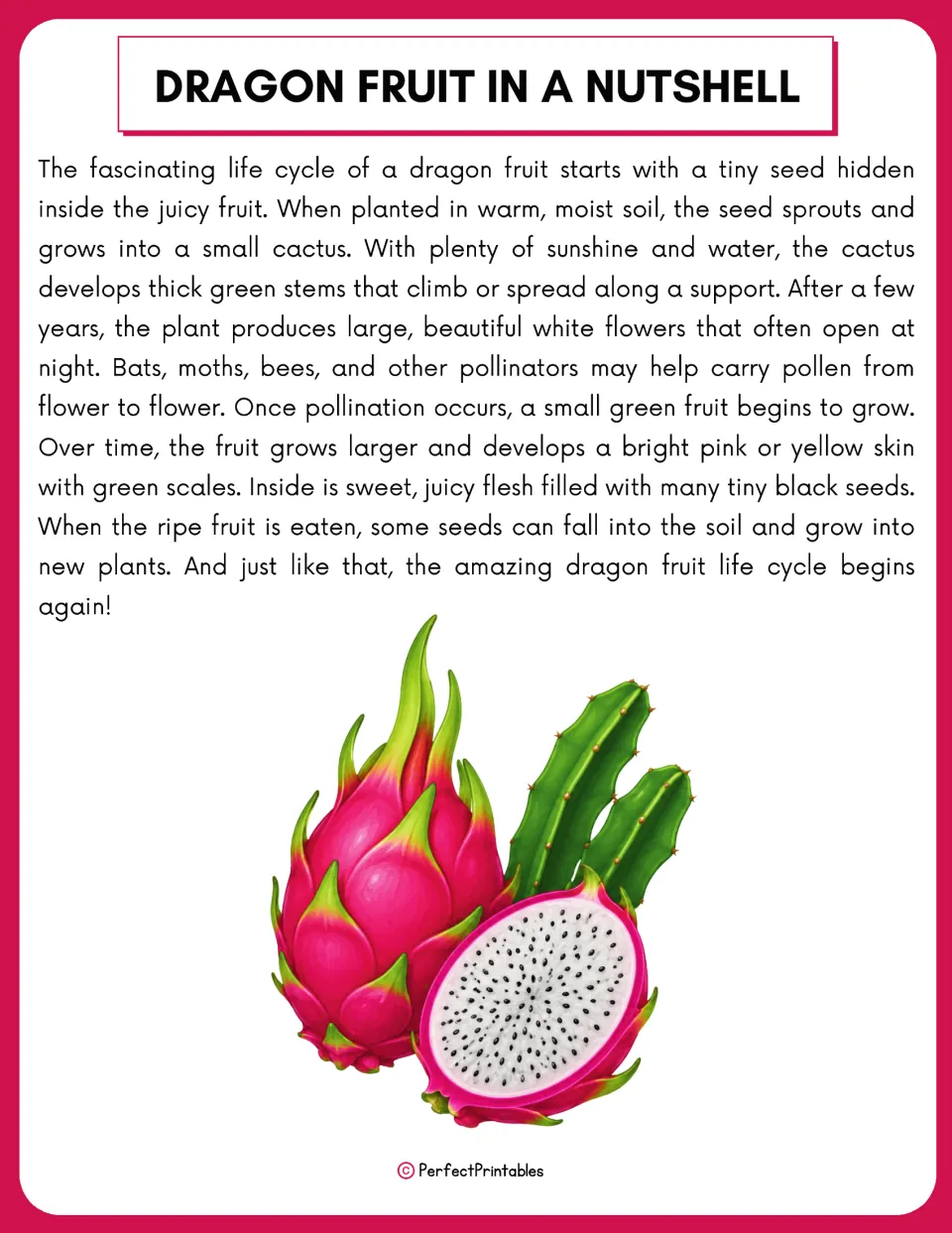Dragon fruit reading passage explains growth from seed to cactus, flowering, pollination, and ripe fruit.
