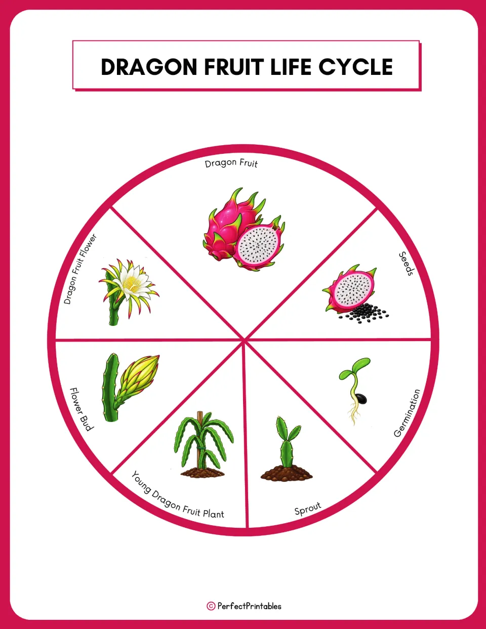 Dragon fruit life cycle diagram labels seven stages: seeds, germination, sprout, and four later stages.