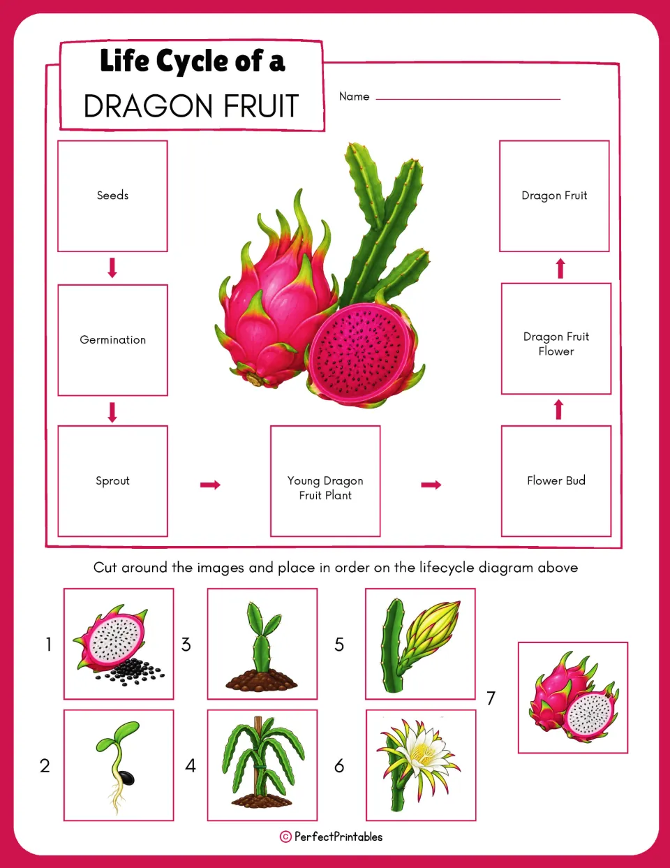 Dragon fruit sequencing activity provides seven numbered pictures to cut out and place by life cycle labels.