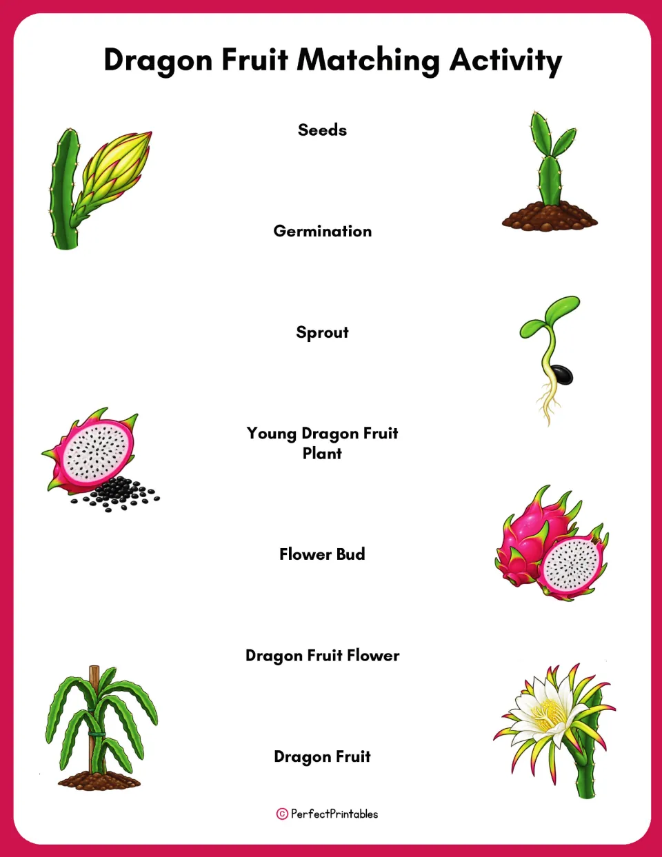 Dragon fruit matching activity pairs seven life cycle terms with pictures, from seeds to flowers and fruit.
