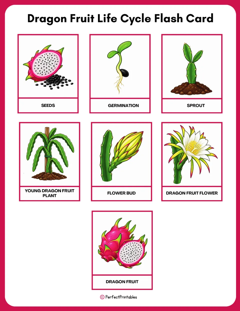 Dragon fruit flashcard sheet contains seven illustrated stage cards, including germination, sprout, and flower bud.