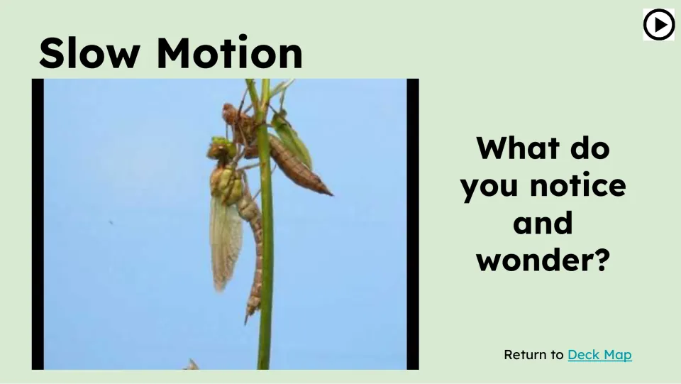 Slow Motion video slide shows a dragonfly emerging and asks, “What do you notice and wonder?”