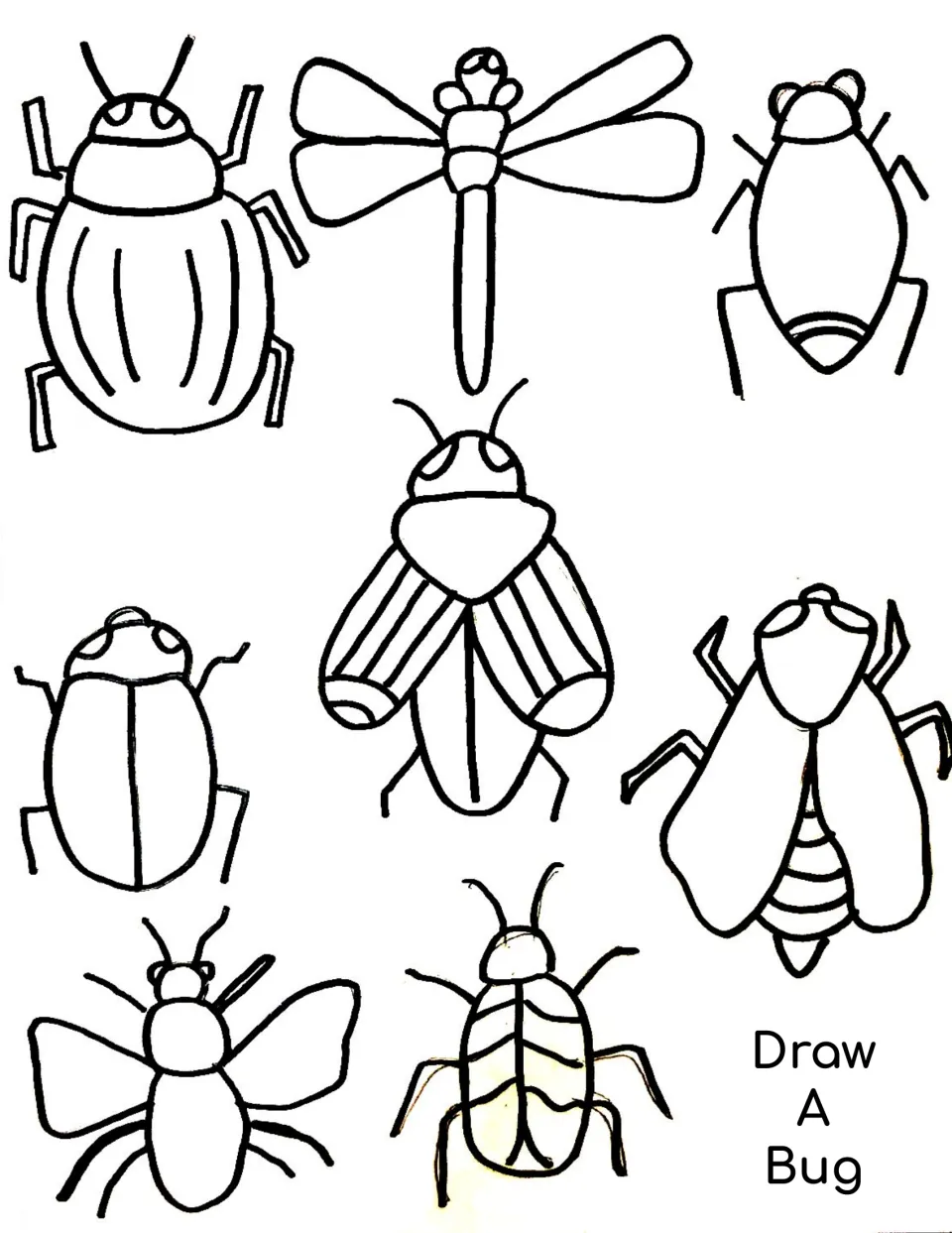 Bug drawing guide featuring seven insect examples with different wings, body shapes, legs, and antennae