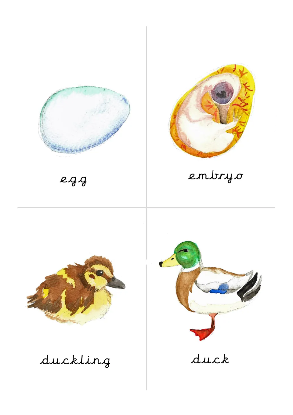 Duck life cycle cards: watercolor egg, embryo, duckling and adult mallard, each labeled in cursive for sequencing