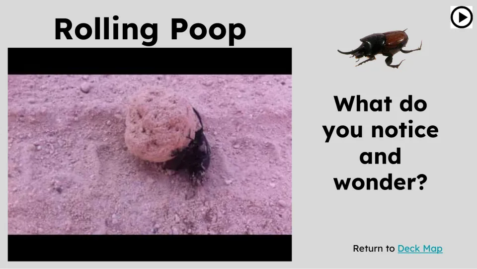 Opening dung beetle video prompt titled “Rolling Poop” asks students, “What do you notice and wonder?”