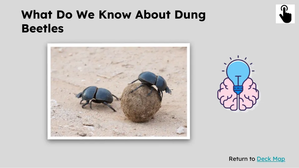 Prior knowledge slide asks “What Do We Know About Dung Beetles” above a photograph of beetles and dung