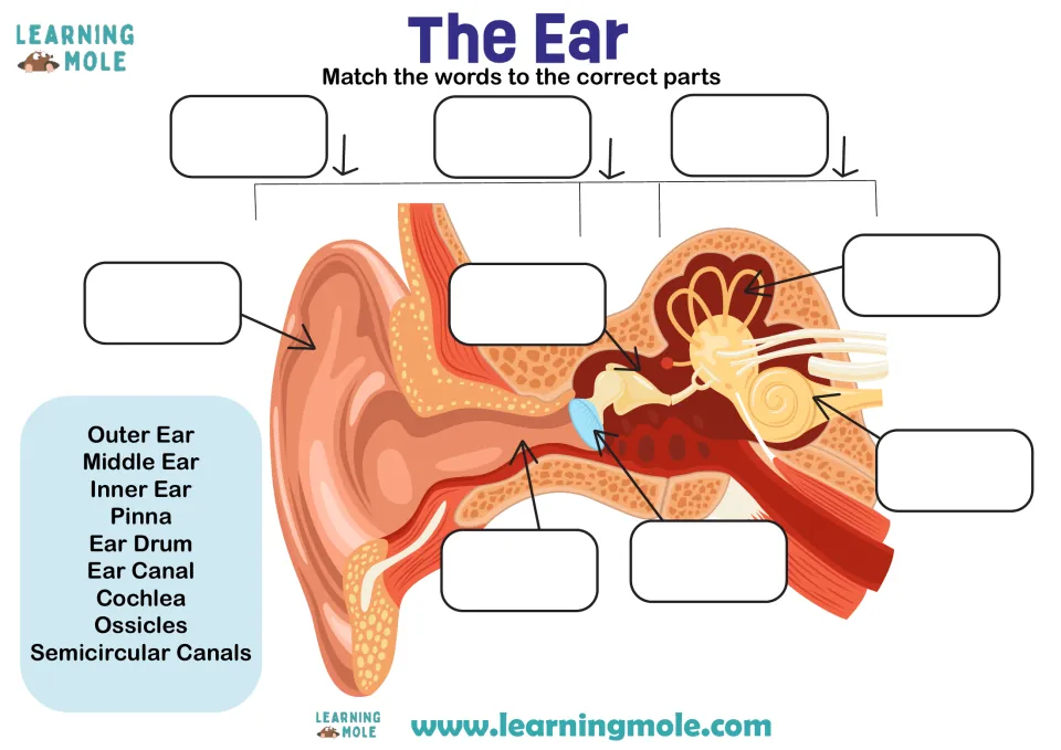 The Ear diagram labeling: students match nine terms, from pinna and ear drum to cochlea, to parts of an ear cross-section