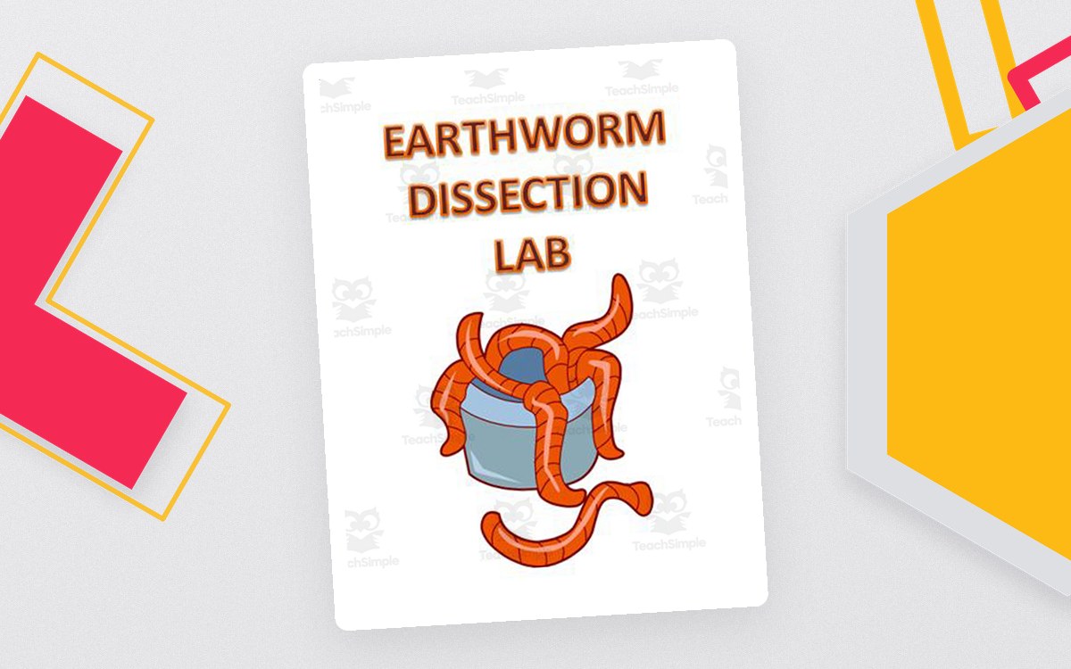 Earthworm Dissection Lab preview