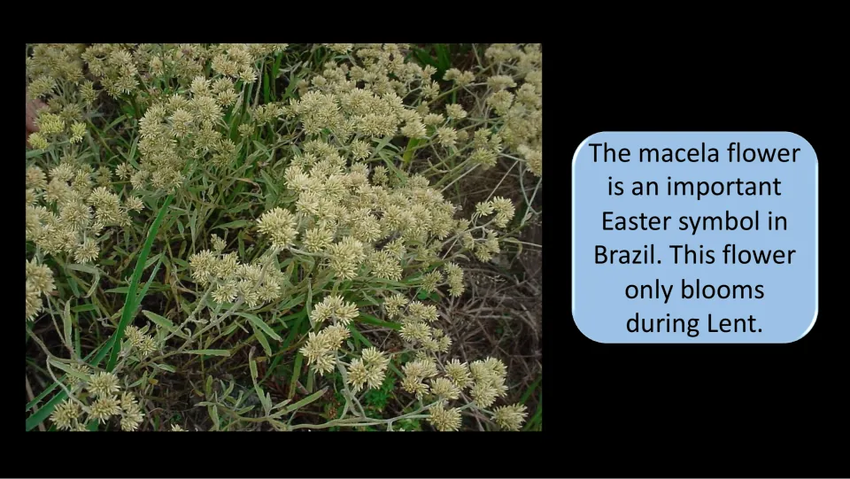 Brazil traditions slide identifying the macela flower as an Easter symbol and describing its bloom during Lent