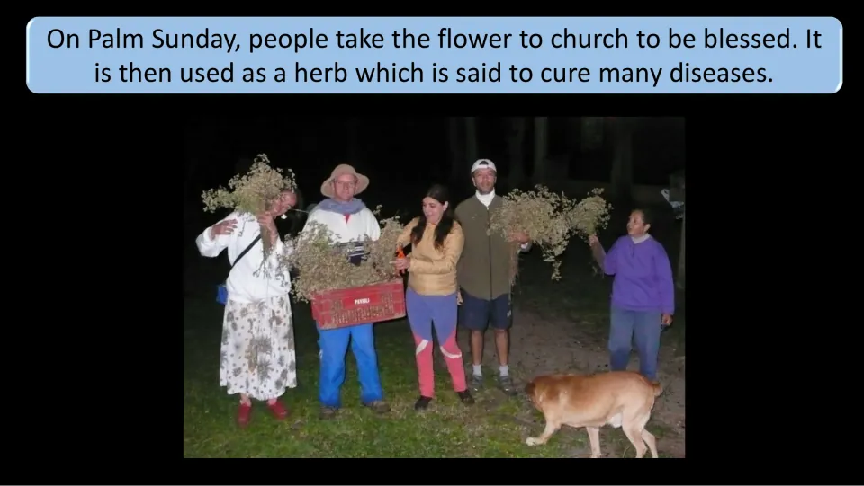 Brazil traditions slide describing flowers taken to church on Palm Sunday for blessing and traditional herbal use