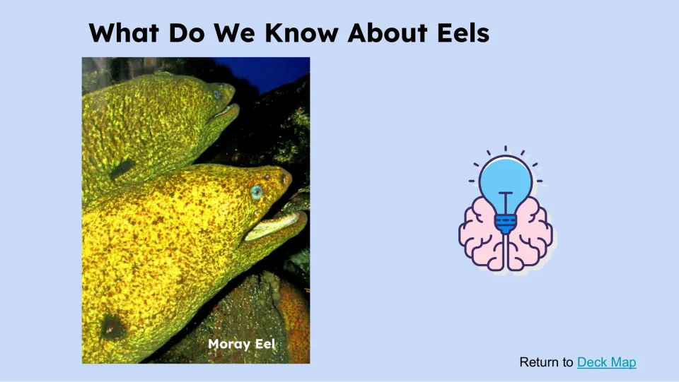 Prior-knowledge slide titled 'What Do We Know About Eels' includes a photograph labeled 'Moray Eel'