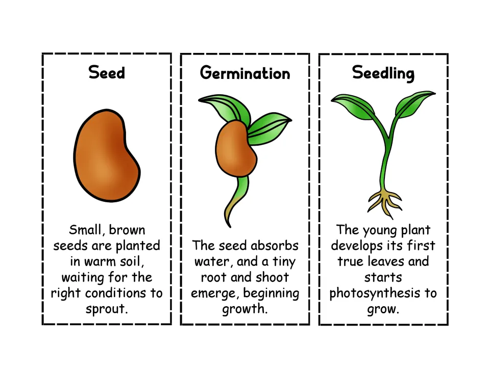 Eggplant life cycle stages Seed, Germination and Seedling: cut-and-paste cards with pictures and a short description of each