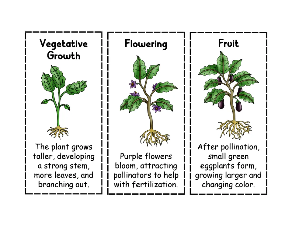 Later eggplant stages Vegetative Growth, Flowering and Fruit: cut-and-paste cards showing purple blooms and fruit