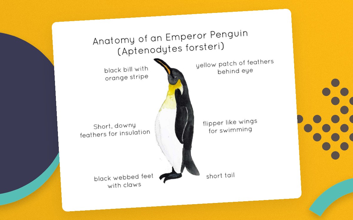 Emperor Penguin Anatomy – Labeled Watercolor Poster cover.