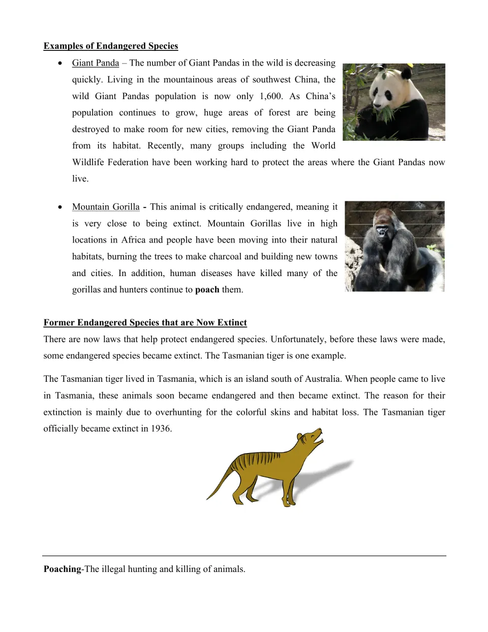 Giant panda, mountain gorilla and extinct Tasmanian tiger: students read endangered species examples and the term poaching
