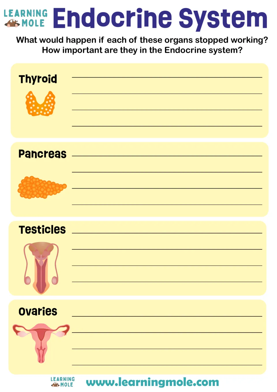 Endocrine glands: students explain what would happen if the thyroid, pancreas, testicles or ovaries stopped working