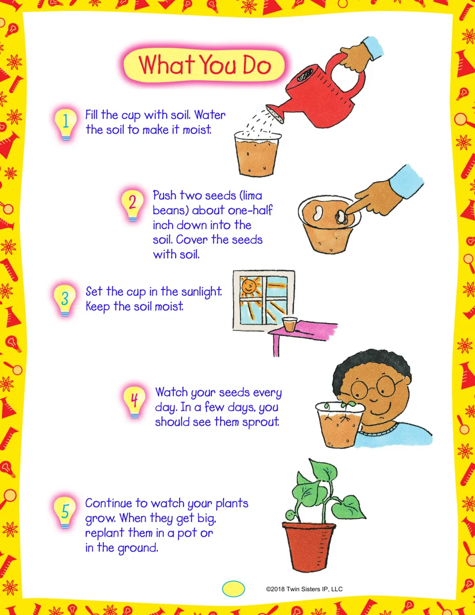 Bean planting steps: students fill a cup with soil, plant two lima beans, set it in sunlight and watch the seeds sprout